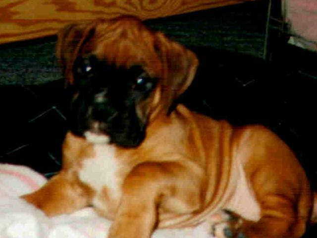 Buster at 8 weeks