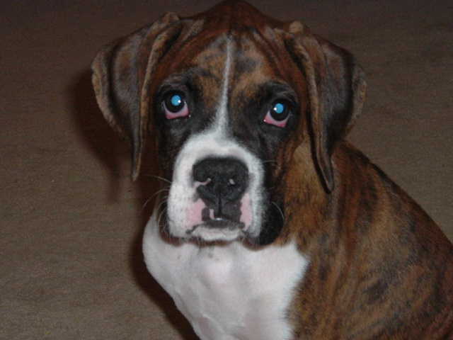 Buster Brown 12-weeks old