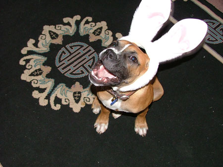Buster Bunny