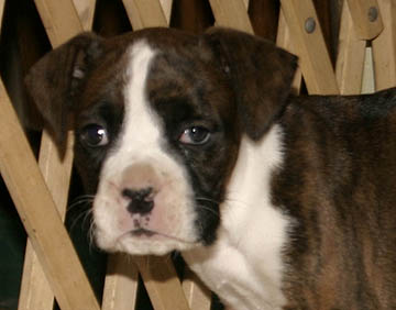 Buster Face Picture