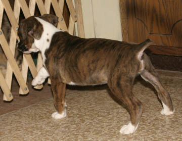 Buster Figuring Out The Gate!