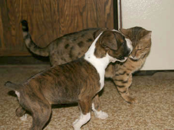 Buster Give Kitty Kisses!