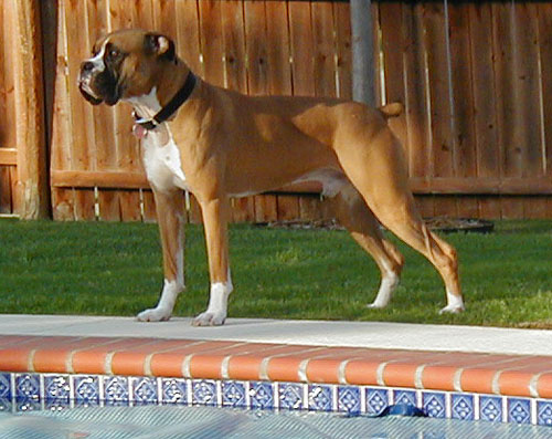 Buster guards the pool