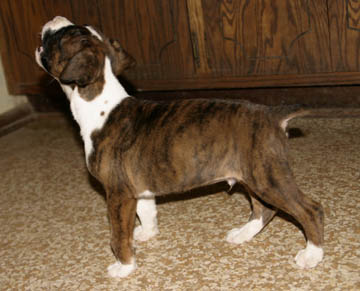 Buster Howling!