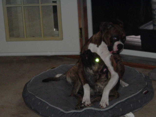 Buster & Lady Aug 2006
