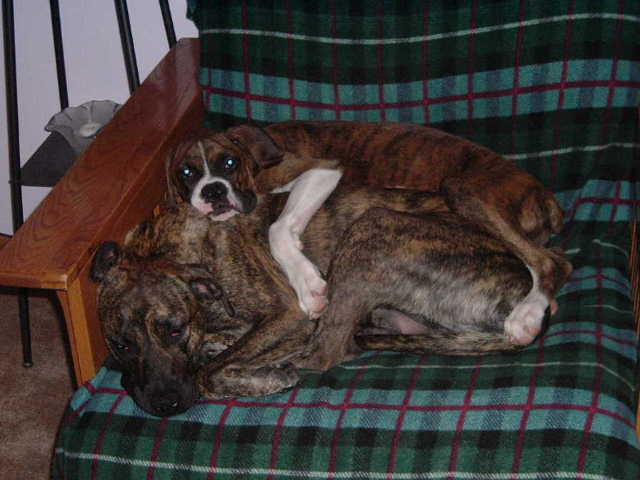 buster & lady buds forever