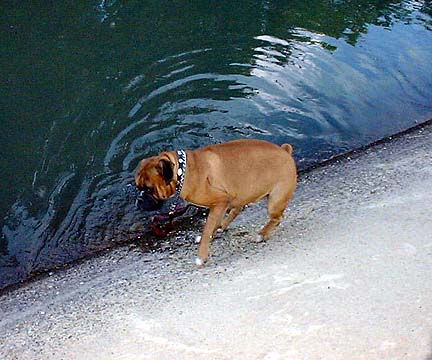 Buster (Ludwig) tests canal