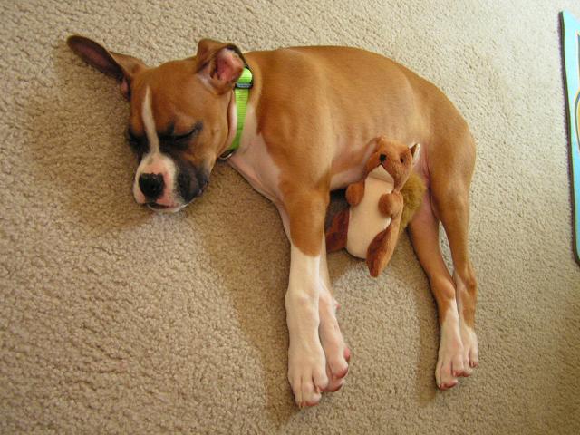 Buster Nap