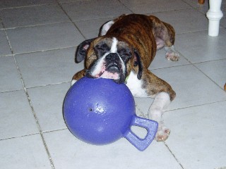 Buster our Foster and Jolly ball