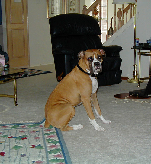 Buster Sitting in the Family Room