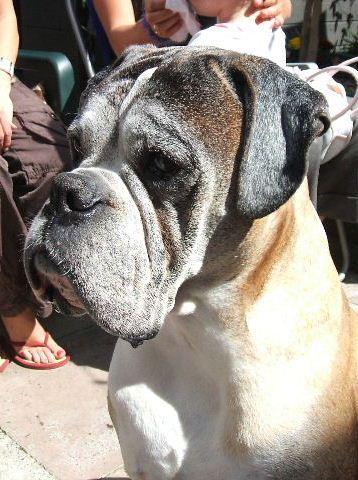 Buster summer 2006
