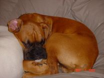 Buster takeing a nap