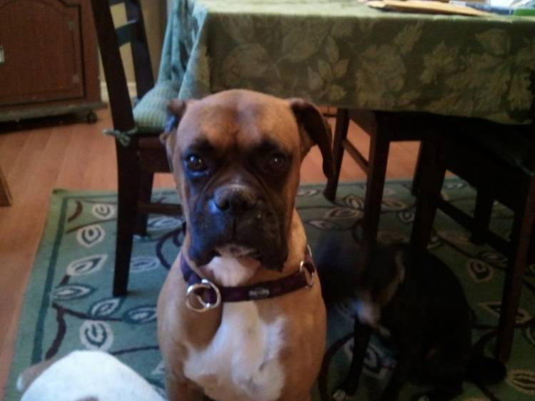 Buster the Boxer