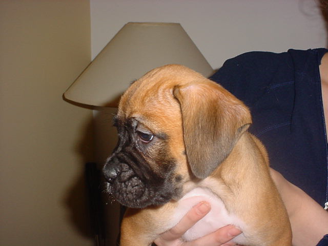 Buster