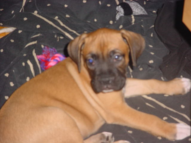 Buster