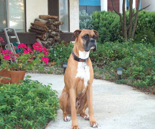 Buster