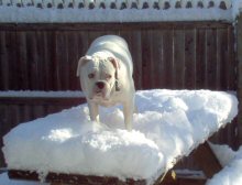 Buster