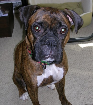 Buster