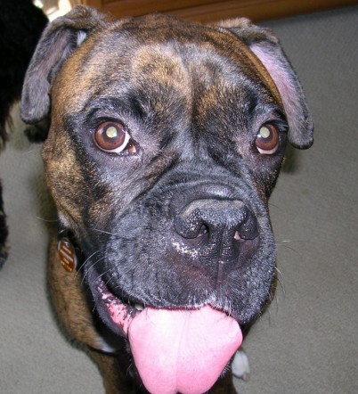 Buster