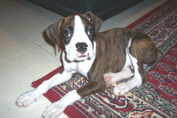 Buster1