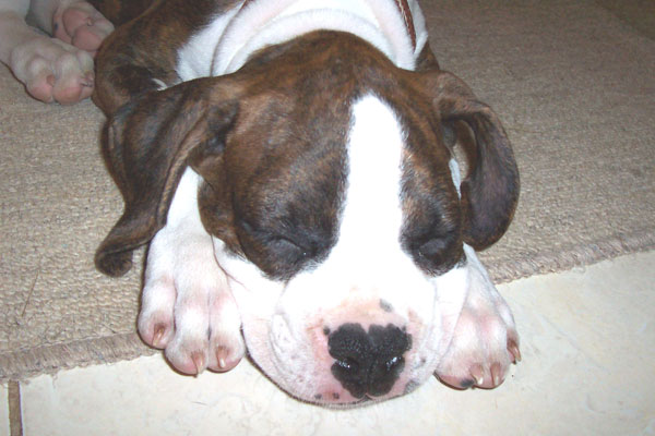 Buster2
