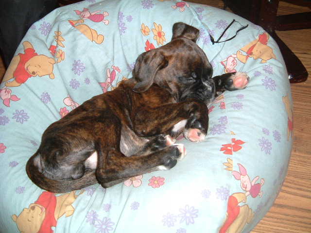 buster_11_weeks