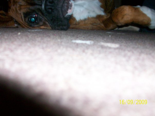 Buster_16