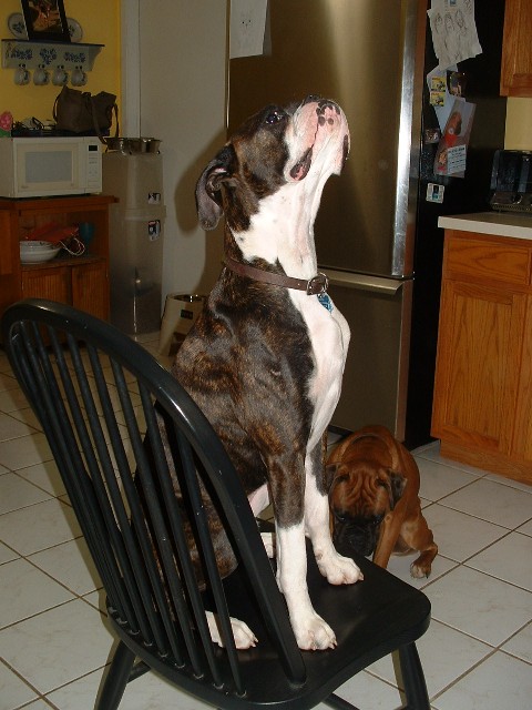 buster_on_a_chair