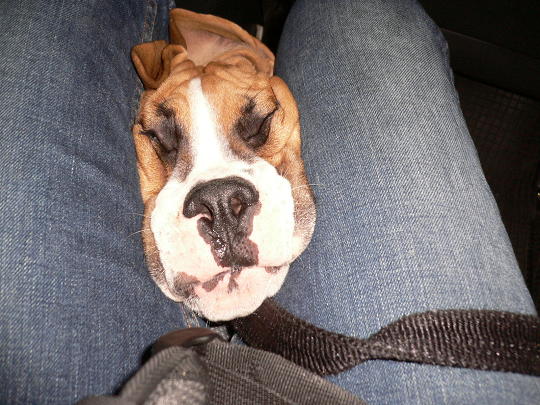 Buster_the_mask