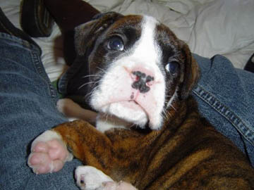 Buster's Face