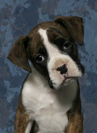 Buster's Portrait