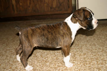 Buster's Right Side