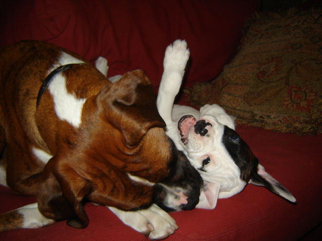 Butch and Bullet