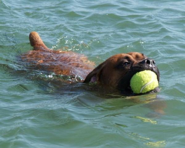 Butch and his favorite ball