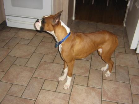 Butch sniffing the air in the kitchen and whining about it.