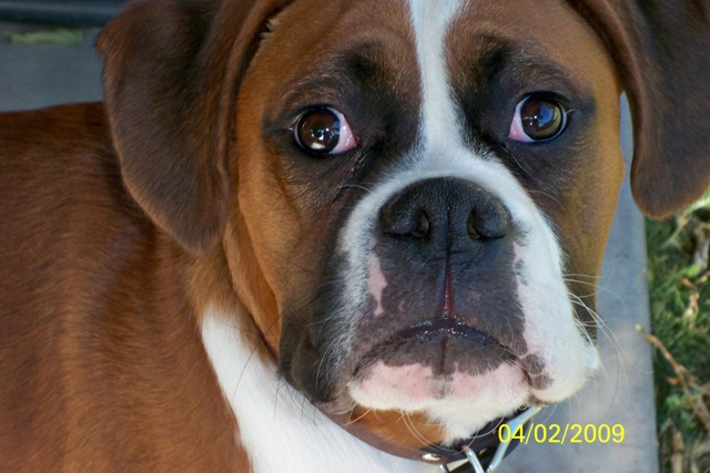 Butchie 040209