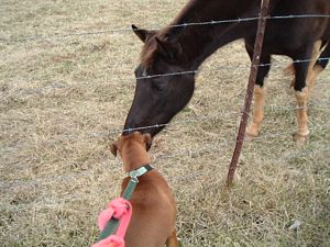 Buttercup and the Horse