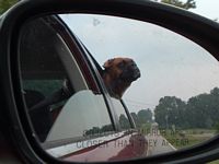 Buttercup lookin out of the car
