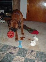 Buttercup & Presents