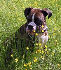 Buttercups