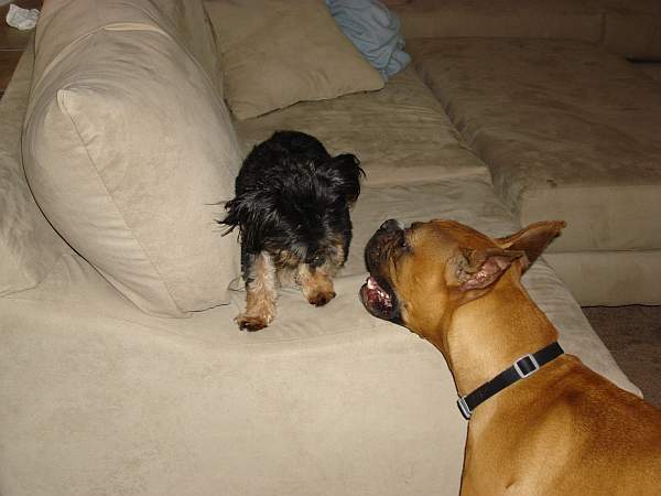bwmaxandsadie