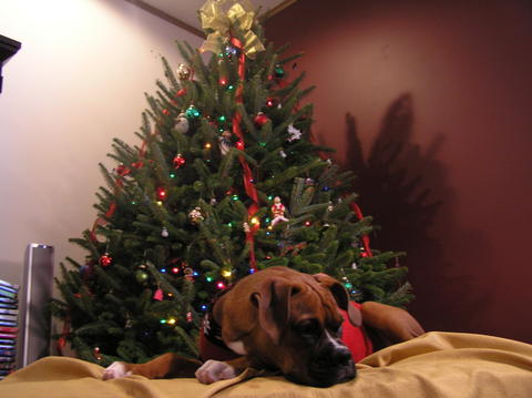 By the tree