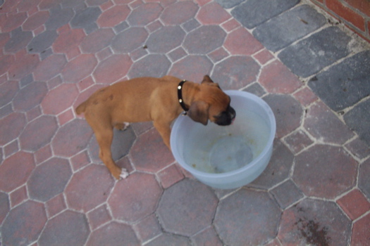by the water bowl