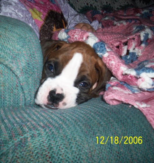 C.J. (8 wks)