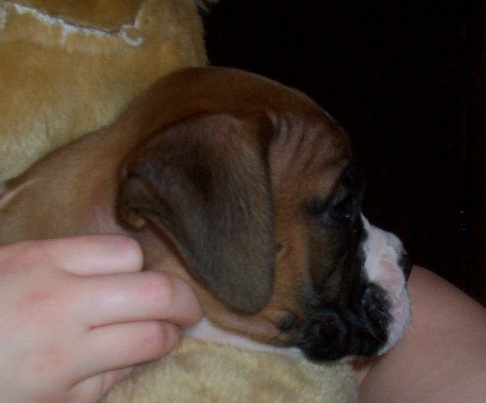 C.J. (our newset boxer baby)
