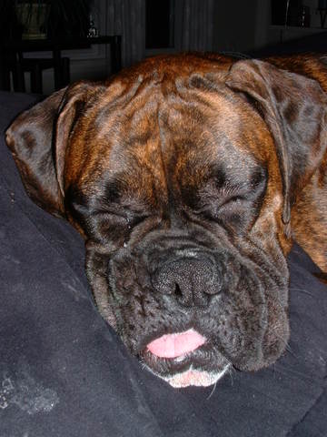 cabo_snoozing