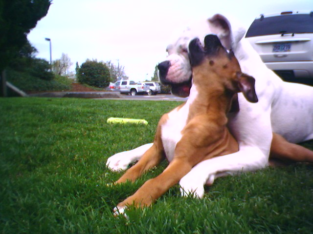 Caesar and Cleopatra first wrestling match