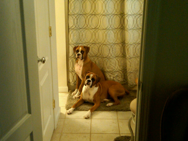 caesar and looshus