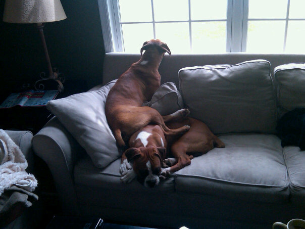 caesar and looshus