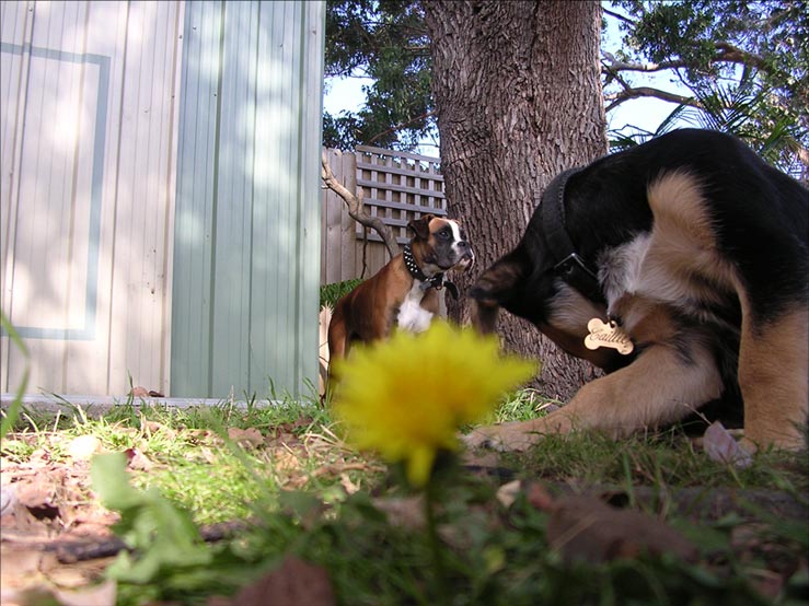 Caillie having a scratch